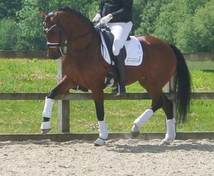 9yo mare by Florencio working Advanced Medium